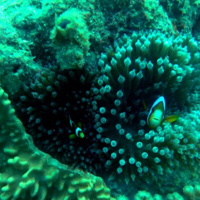 Nemo & Marlin - Great Barrier Reef, Australia